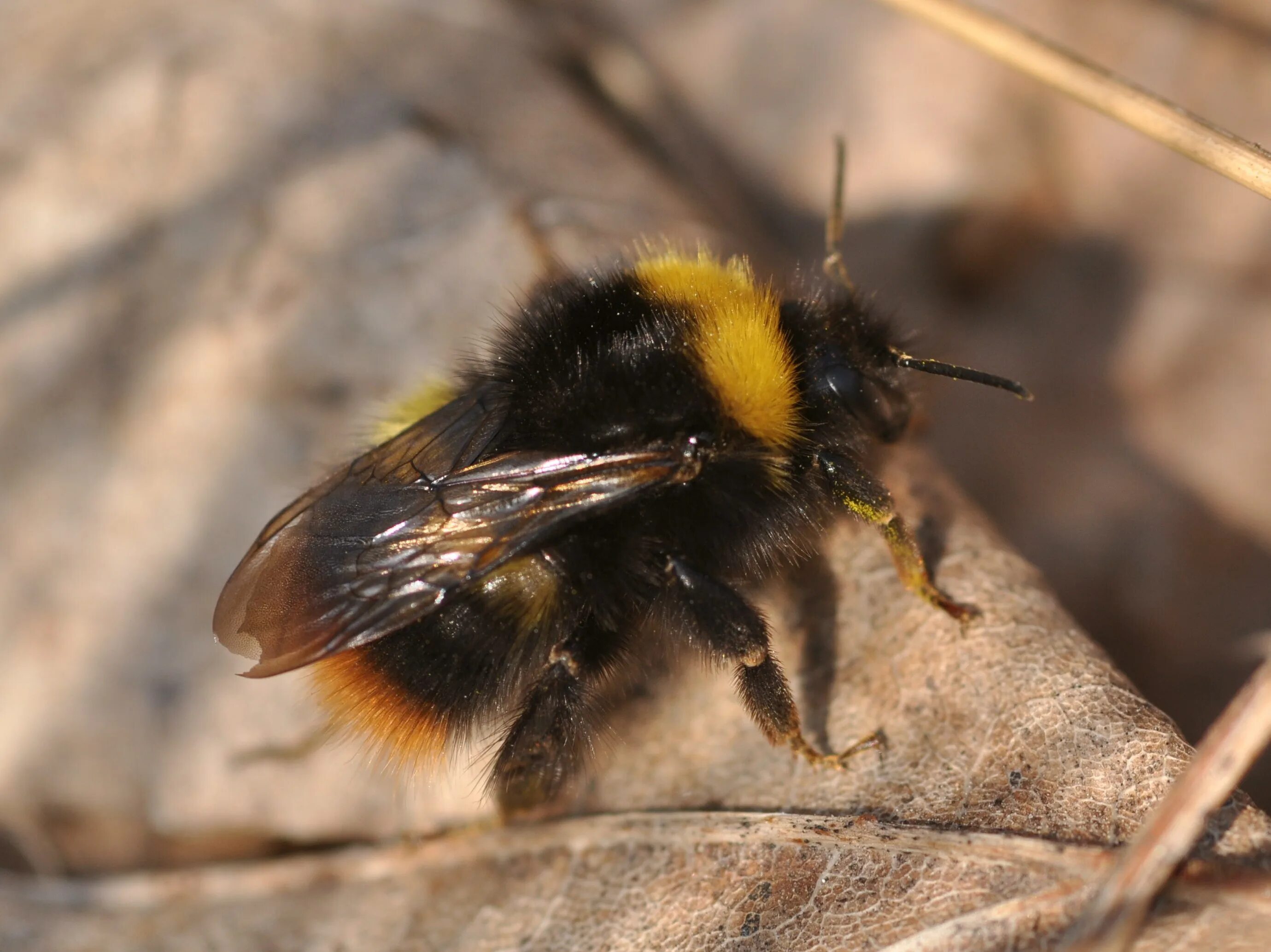 Шмель армянский - Bombus armeniacus. Bombus Bombus Шмель. Bombus pratorum-Шмель Луговой. Шмель обыкновенный (Bombus).