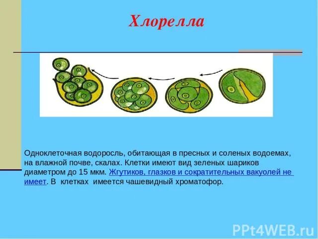 Хлорелла группа организмов