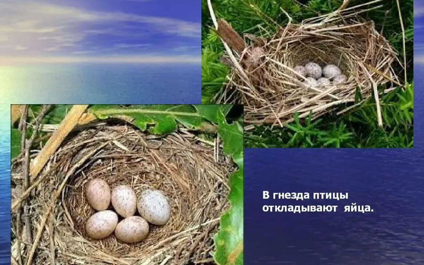 Яйца птиц презентация. Отложили птицы. Какие птицы откладывают яйца. Птицы которые откладывают яйца на земле.
