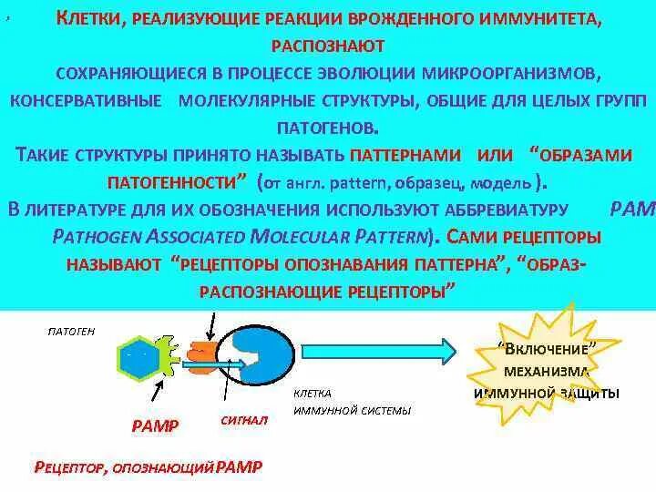 Реакции врожденного иммунитета. Клетки, реализующие врожденный иммунитет. Клеточный врожденный иммунитет. Факторы и механизмы врожденного иммунитета.