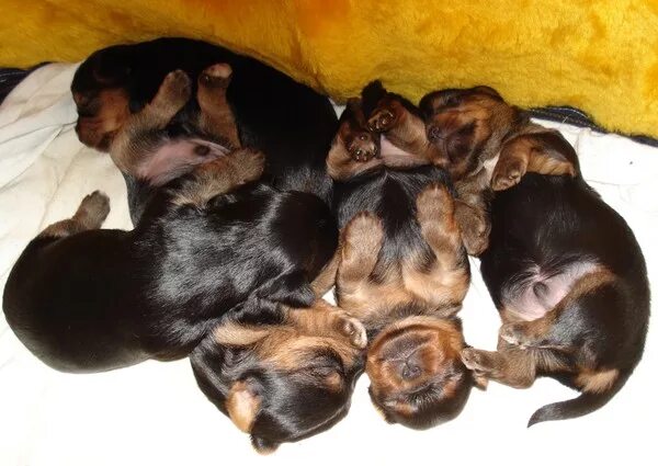 Щенки йоркширского терьера новорожденные. Рожденные щенки йоркширского терьера. Йоркширский терьер мерле окрас. Роды йоркширского терьера. Карликовый йоркширский терьер.