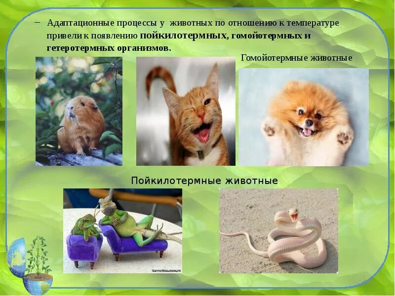Почему животным тепло
