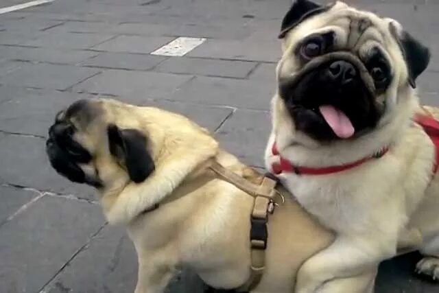 Вязка мопсов. Вязаный мопс. Купированный мопс. Мопс. Вязка мопсов.