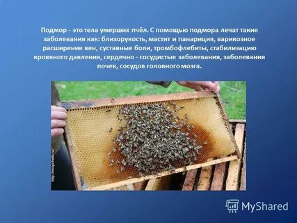 Лечение пчелиным подмором