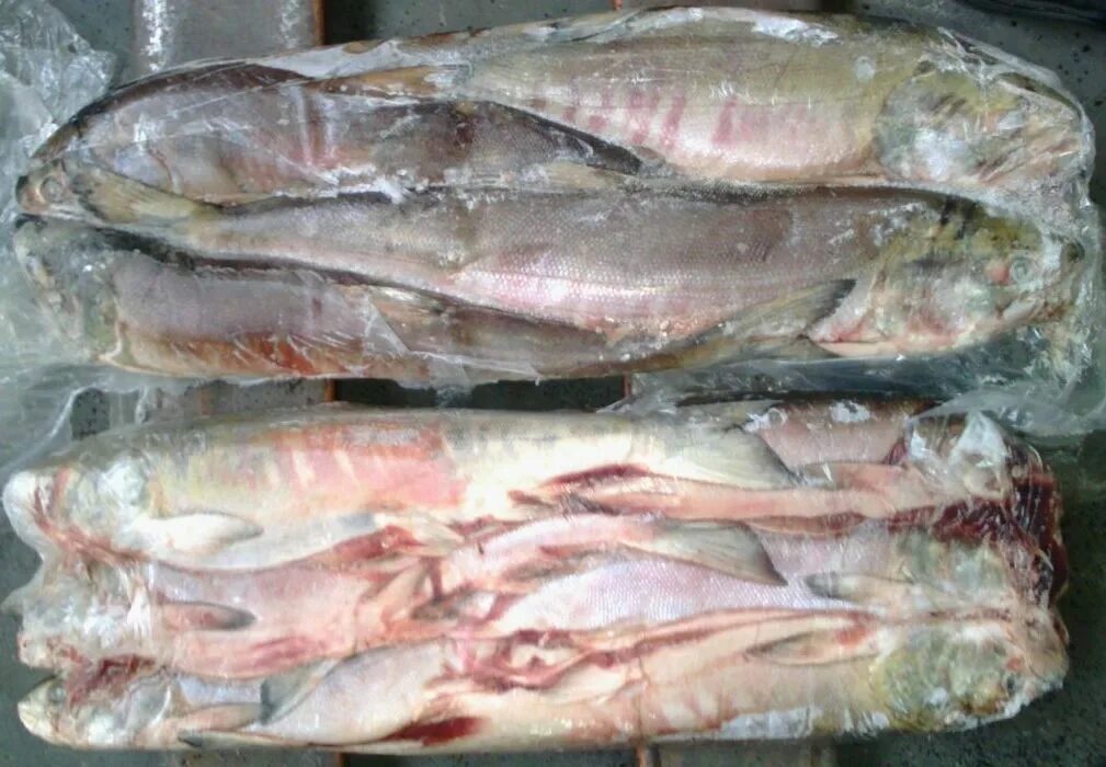 кета рыба кбжу. кета потрошенная с головой. кета свежемороженая псг. кета свежемороженая фото. кета свежемороженая фото.