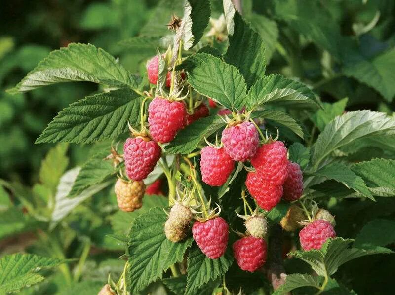 Сладкие сорта ягод. Малина крупноплодная, московский великан. Малина ремонтантная маросейка. Саженцы малины полана. Малина сорта сроки созревания.
