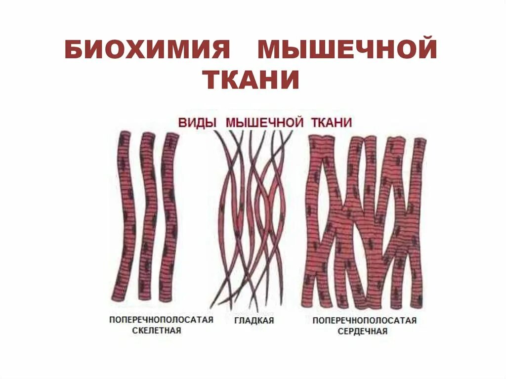 Биохимические функции мышечной ткани. Скелетная мышечная ткань биохимия. Строение мышечной ткани биохимия. Строение мышечного волокна биохимия. Мышечные ткани какие