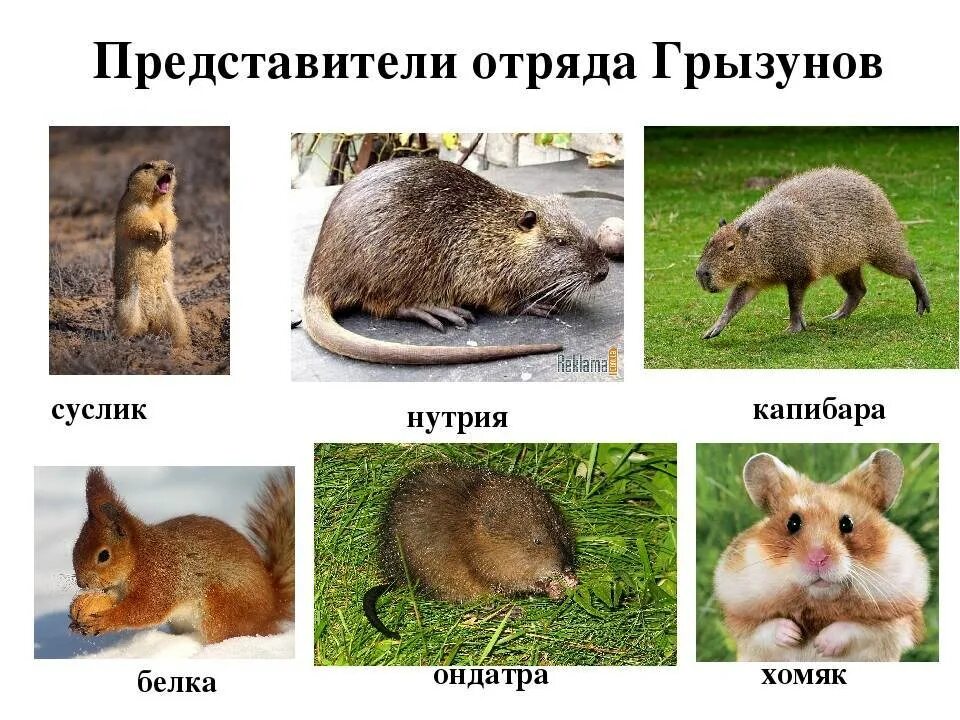 Грызуны отряд млекопитающих. Отряд грызунов представители. название всех грызунов. представители отряжа грызун.