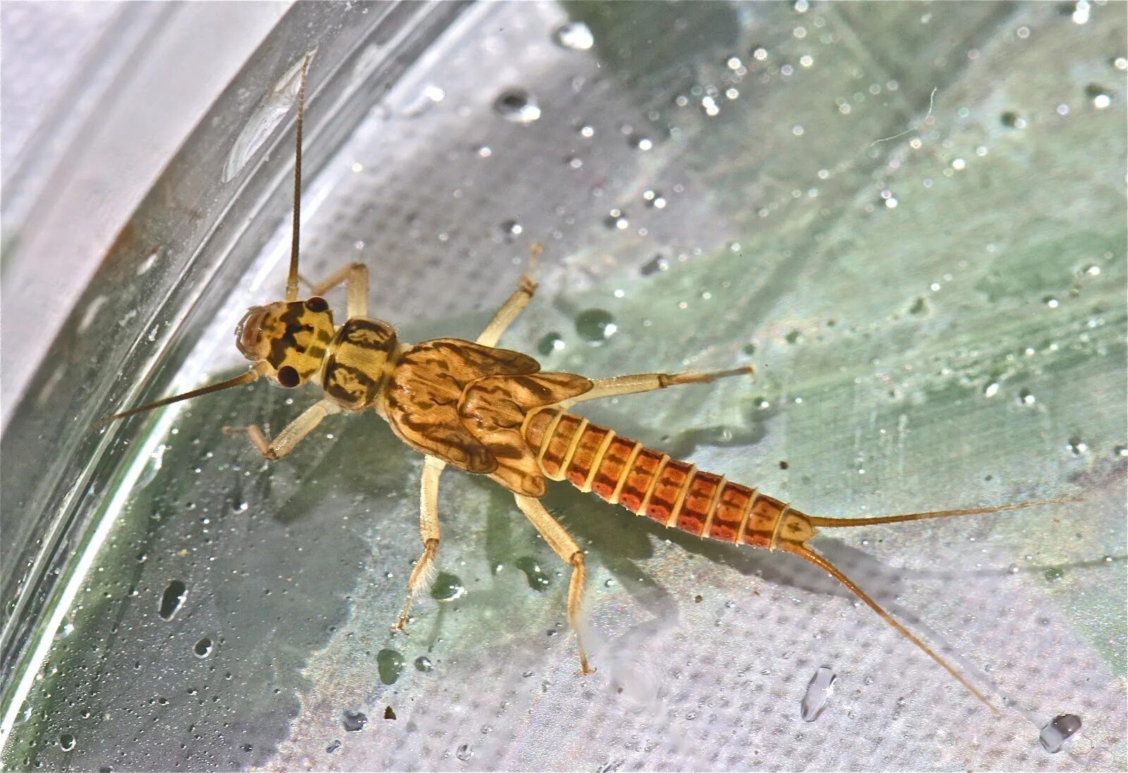 Нимфа это у насекомых. Веснянки (plecoptera) личинка. нимфа поденки. нимфа личинка поденки. веснянки (plecoptera) имаго.