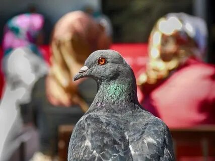 Клюв голубя
