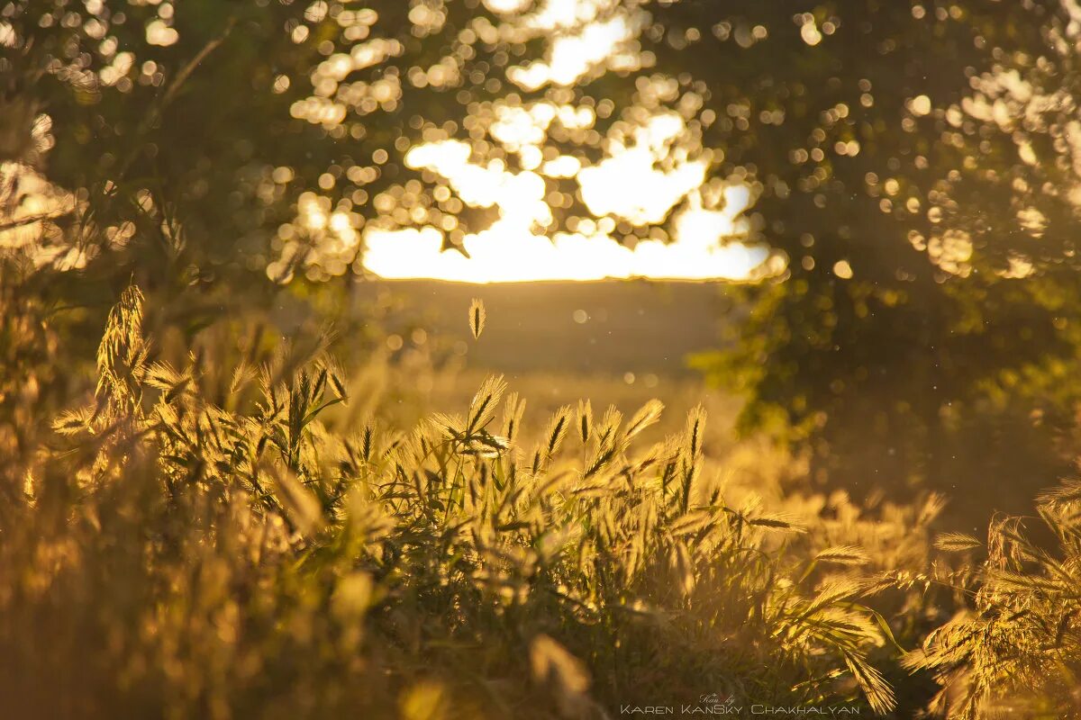 Закат в поле. Раннее утро. Лето эстетика. Эстетика лета атмосфера. Атмосфера уходящего лета.