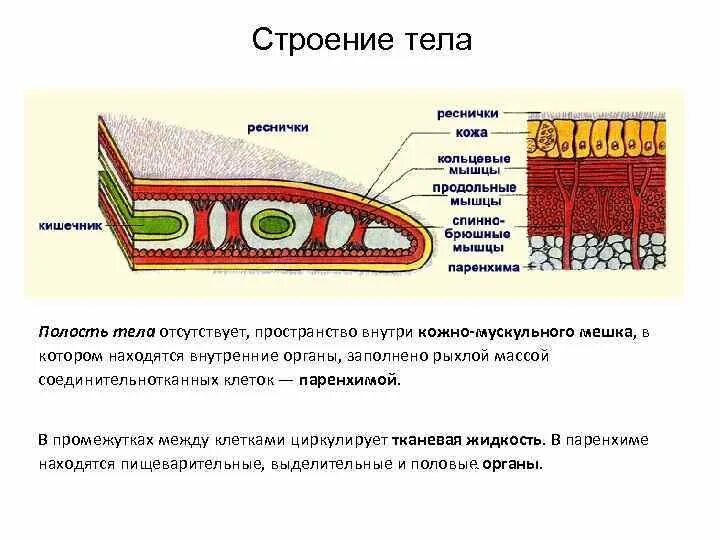 Кожно мускульный мешок паренхима плоские черви. Плоские черви строение кожно мускульного мешка. Строение кожно-мускульного мешка у червей. Кожно-мускульный мешок у плоских червей. Плоские черви первичная полость тела