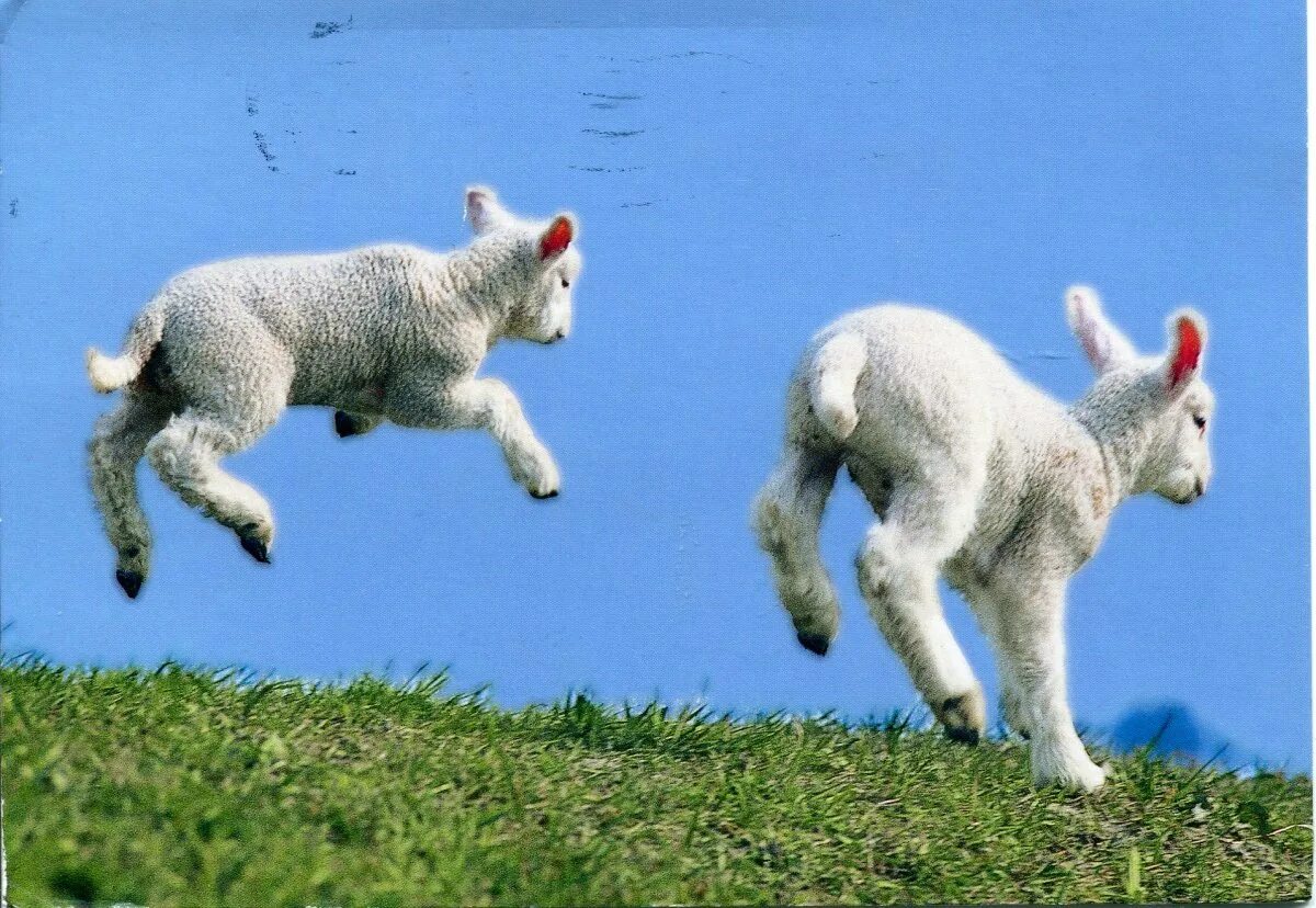 Овца прыгает. Ягненок скачет. Ягненок прыгает.
