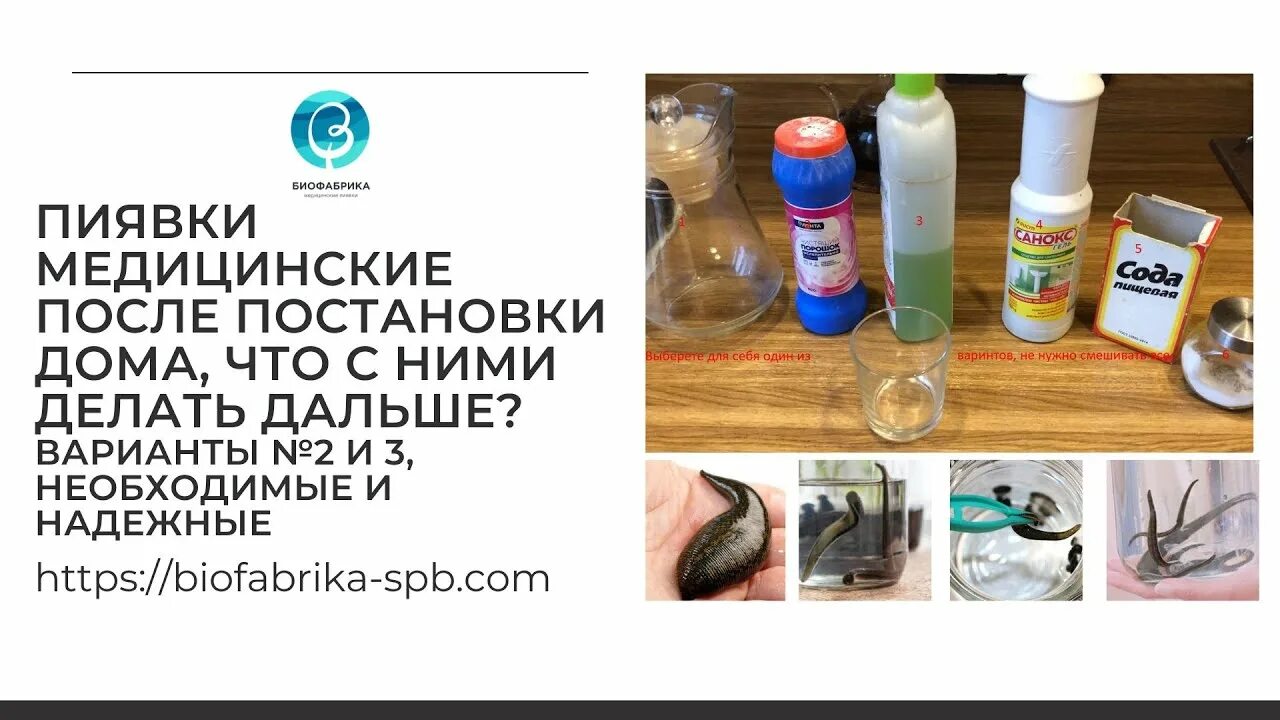 Пиявки использовать повторно. Биофабрика медицинских пиявок. вторичное использование пиявок медицинских. утилизация пиявок после процедуры. использованные пиявки помещают в раствор.