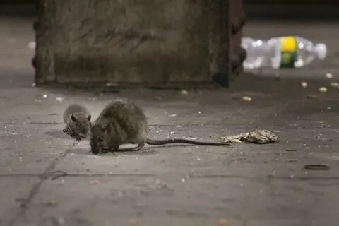 Крысы в метро