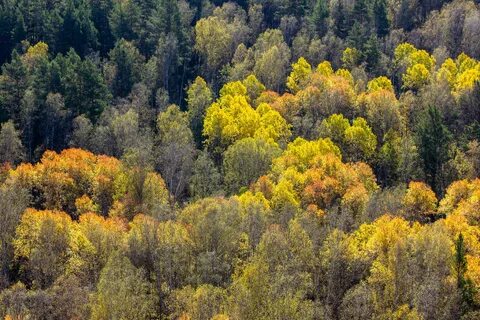 Новосибирский лес