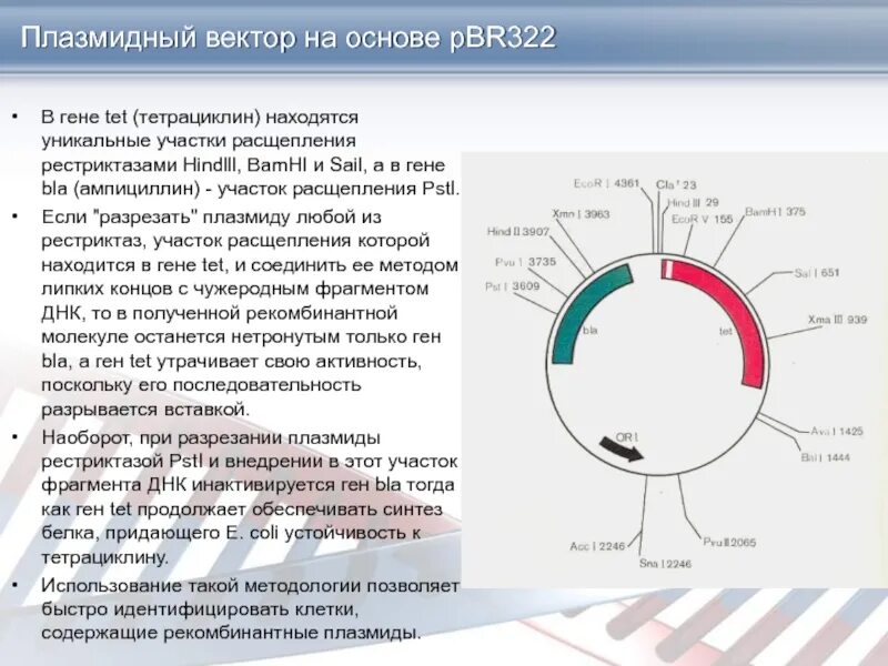 Векторы плазмиды. Плазмида pbr322. Схема строения плазмиды pbr322. Вектор на плазмида pbr322. Векторы на основе плазмид.