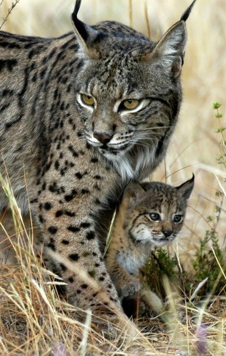 Семейство больших кошачьих. Иберийская Рысь. Lynx pardinus Пиренейская Рысь. Пиренейская (испанская) Рысь. Сервал и Рысь.