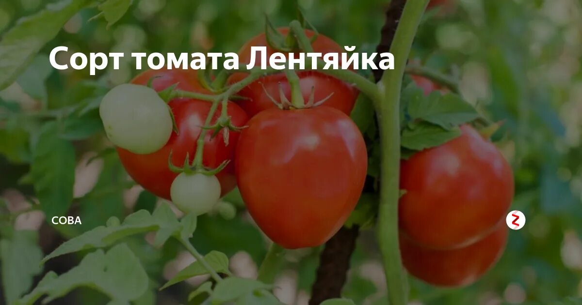 Сорт томатов лентяйка характеристика. Томат сорт лентяйка. помидоры лентяйка сибирский сад. семена томат лентяйка. томат лентяйка, 20 шт..
