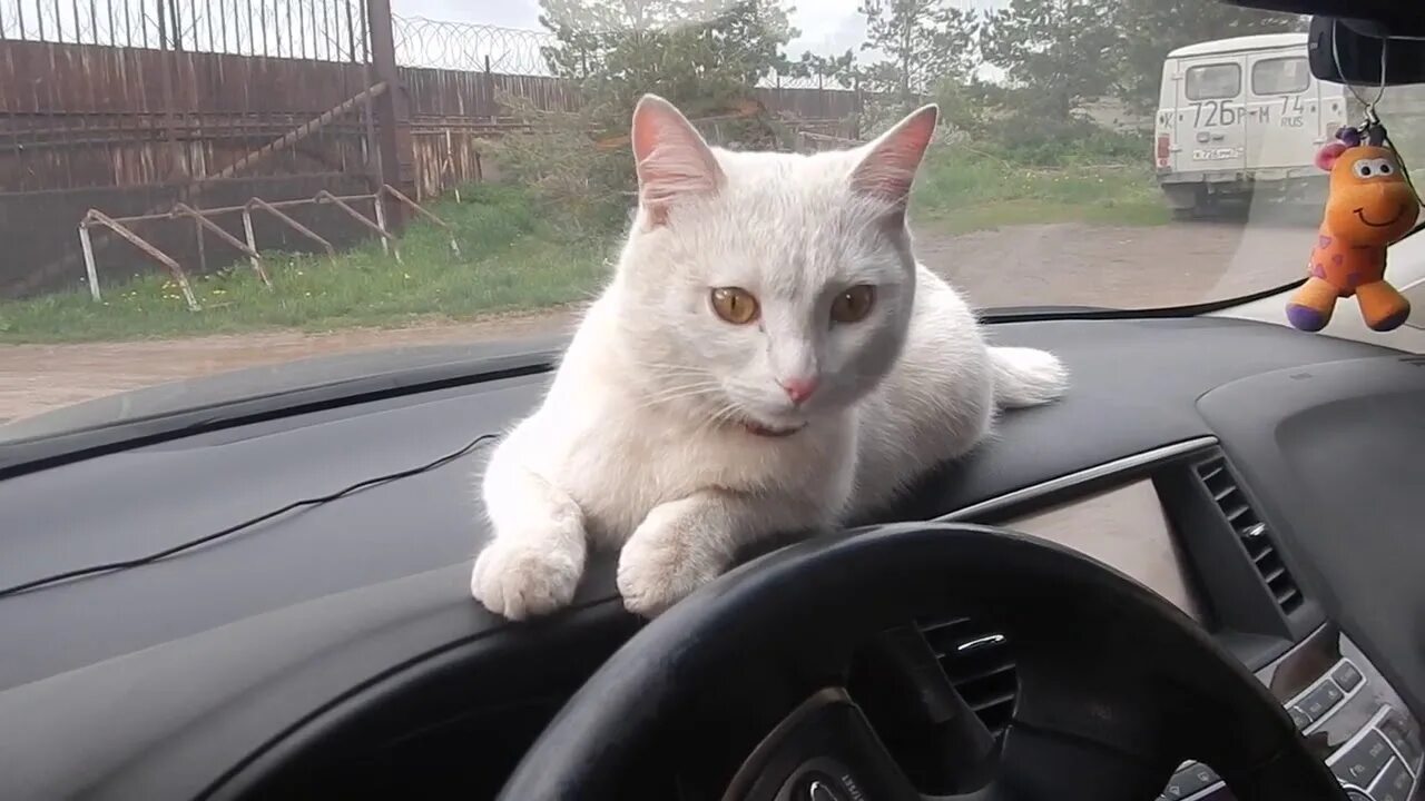 Коты ездят. Котенок в машине. Котенок из машины. Тайский кот в машине. Кошки смешные в машинах видео.