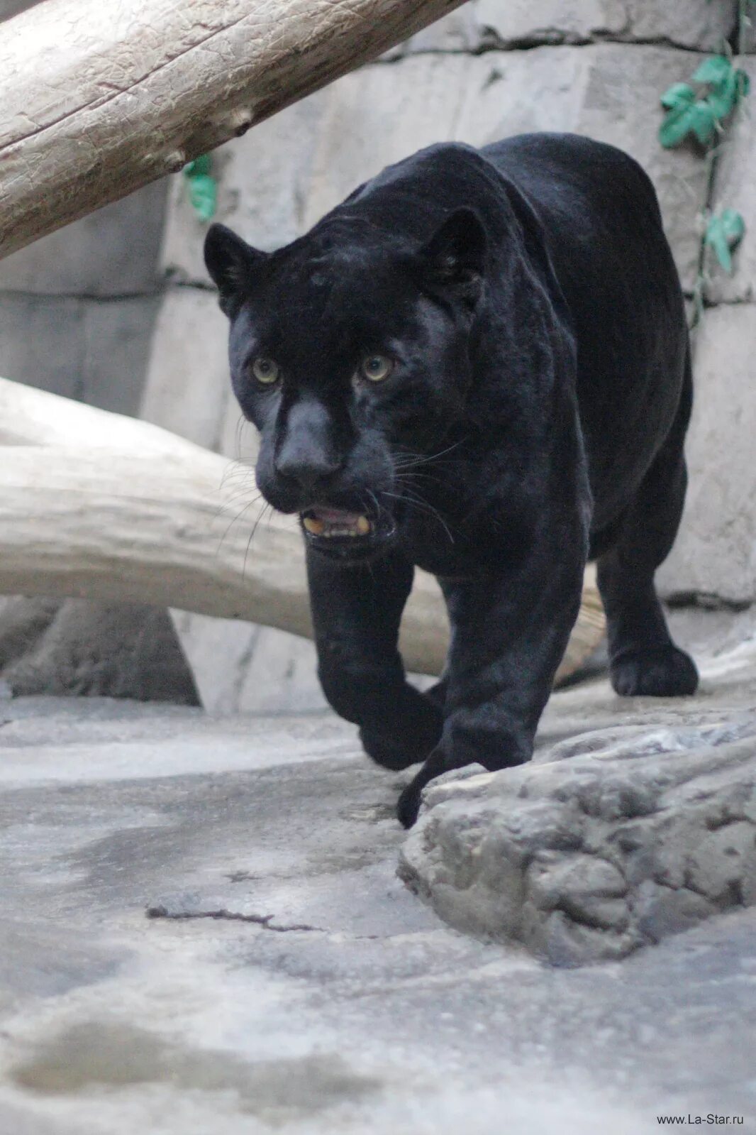 черная антилопа московский зоопарк. ягуар новая модель. ягуар роев ручей. черный зоопарк. черный зоопарк.