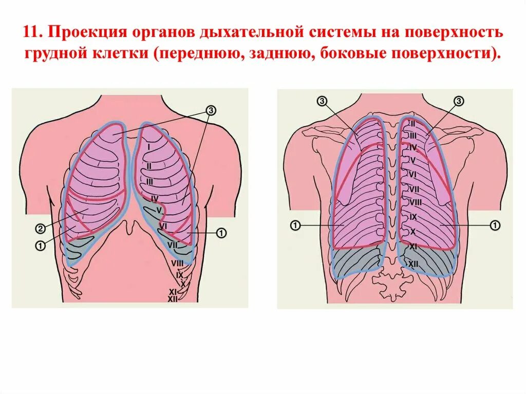 Проекция долей лёгких на грудную клетку. Проекция структур на поверхность грудной клетки.
