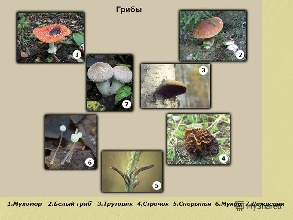 Грибы разнообразие. Царство грибов 6 класс. Грибы 6 класс биология. Презентация по теме разнообразие грибов.