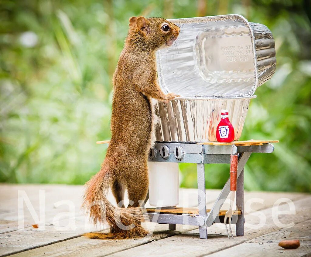 Прикольные животные. Смешные животные в шляпе. Забавная подробнее. Веселая собака. Забавная подробнее.