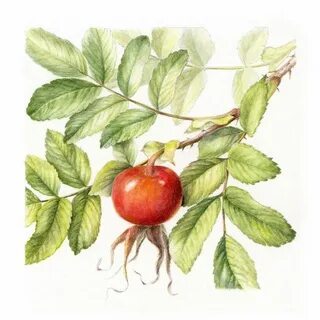 Шиповник рисунок