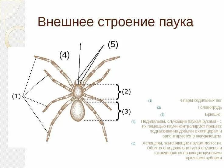 4 пар конечностей у