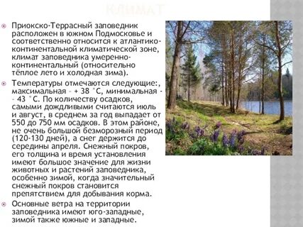 Приокско террасный заповедник находится в зоне