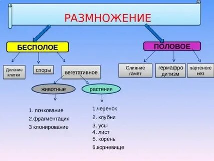 Размножение какая ткань