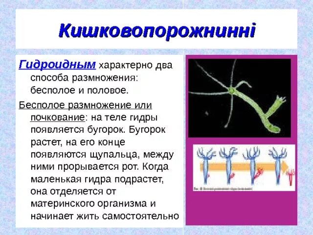 Передвижение гидроидных. Передвижение гидроидных