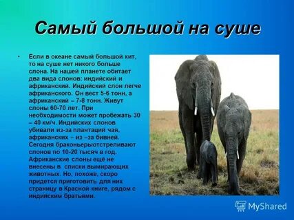 Крупный доклад