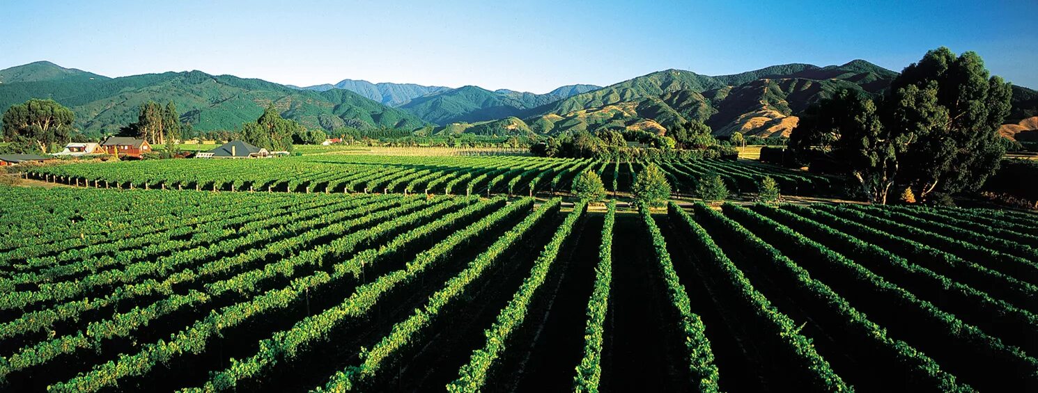 Промышленность новой зеландии. Долина Мальборо новая Зеландия. Новая Зеландия Мальборо винодельческий регион. Виноградники Мальборо новая Зеландия. Новая Зеландия Мальборо виноградники Терруар.