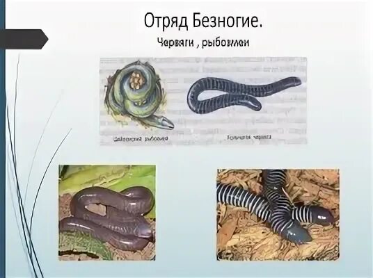 Вид безногих