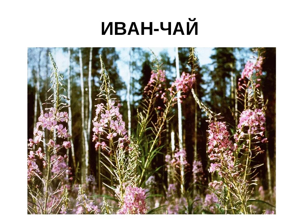 Лекарственные Растения Красноярского Края Фото И Описание - Karevaphoto.ru