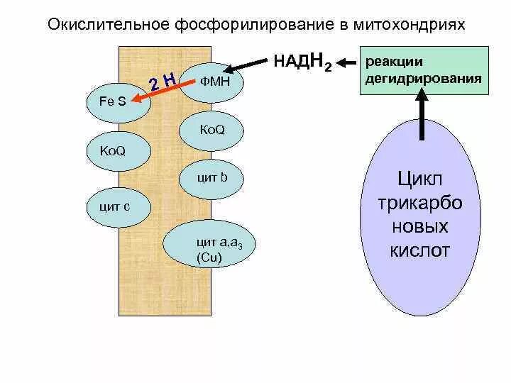 Фосфорилирование биохимия. Цикл Кребса и окислительное фосфорилирование. Окислительное фосфорилирование этапы цикл Кребса. Окислительное фосфорилирование в митохондриях. Реакции окислительного фосфорилирования в митохондриях.