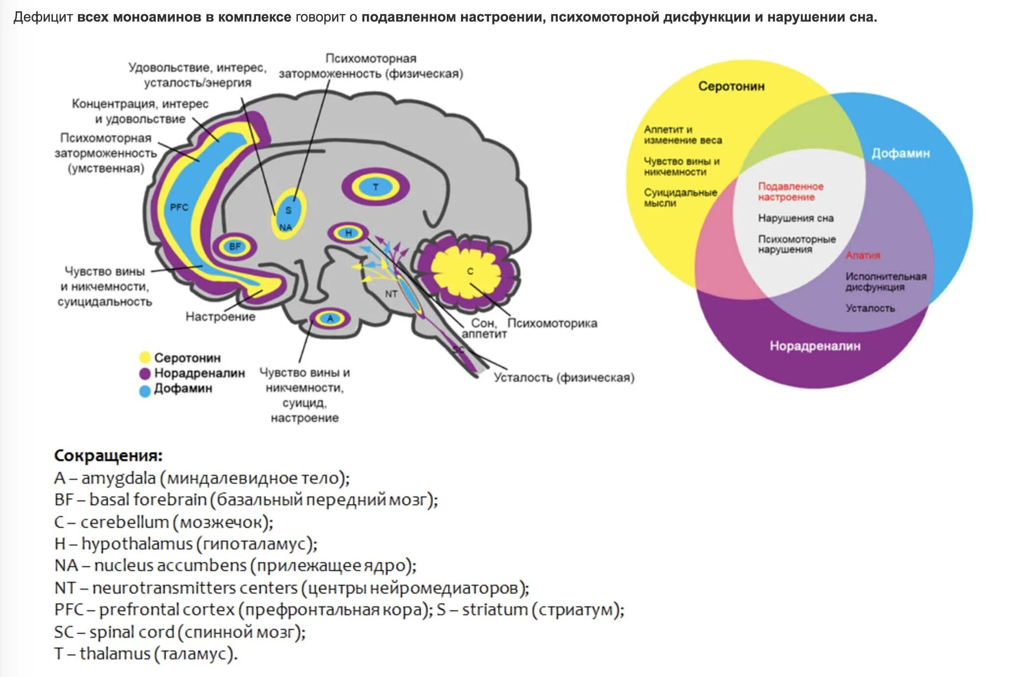 Нейромедиаторы схема действия. Депрессия серотонин дофамин норадреналин. Медиаторы головного мозга. Области мозга. Центр эндорфин