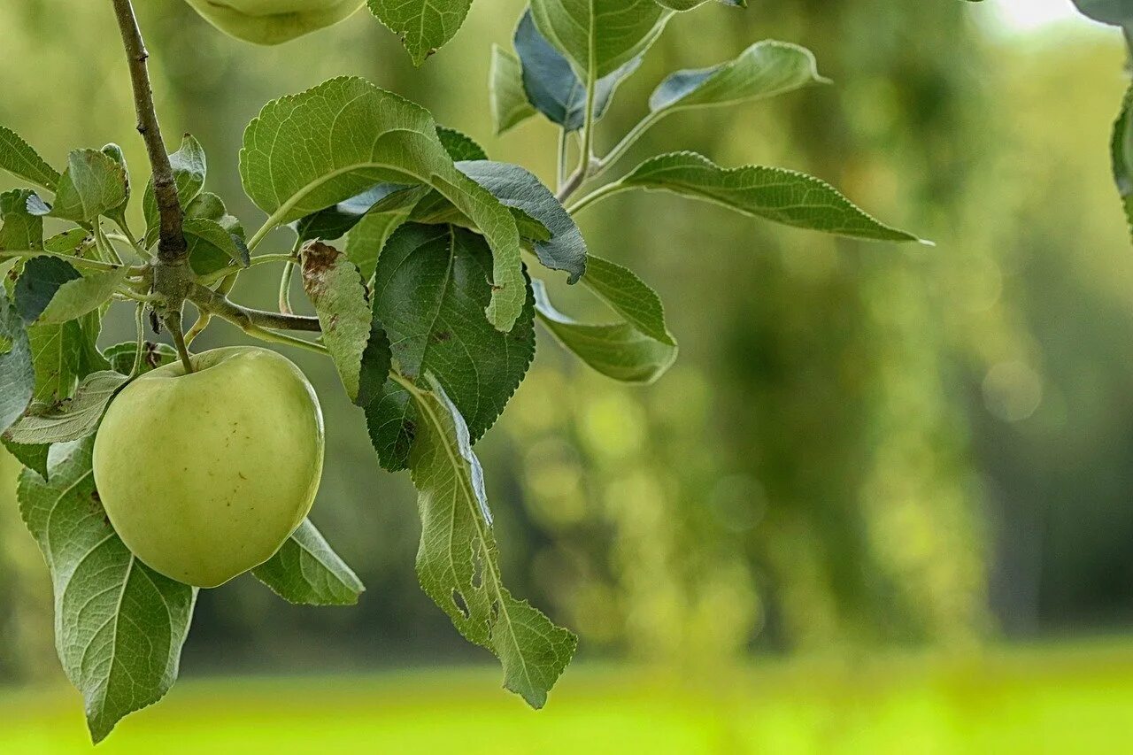 Яблоня Лимонка. Лист яблони. Яблоки зеленые. Яблоки на дереве. Яблоня быстрый