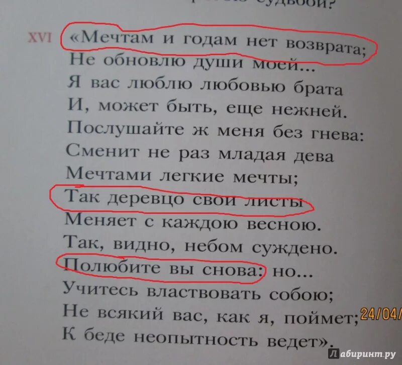 Сменит не раз младая дева