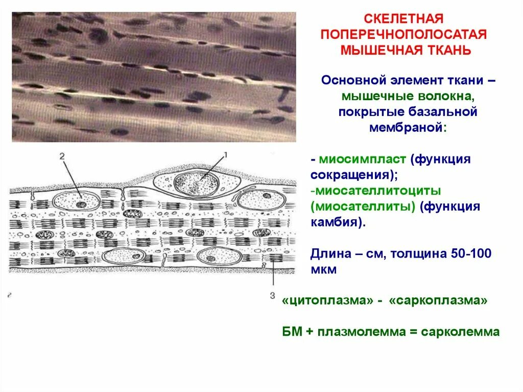 Базальная мембрана функции. Поперечно полосатое мышечное волокно гистология. Базальная мембрана гладкой мышечной ткани. Поперечнополосатая Скелетная мышечная ткань гистология. Строение скелетного мышечного волокна гистология.