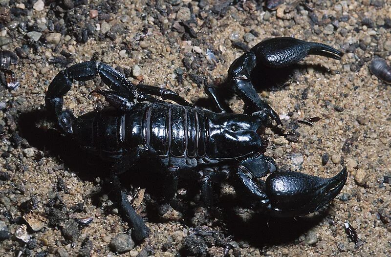 Родственники скорпиона. Pandinus Imperator. Императорский Скорпион. Heterometrus swammerdami Скорпион. Скорпион черный Императорский.