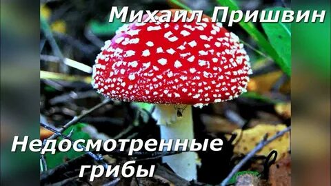 Пришвин гриб