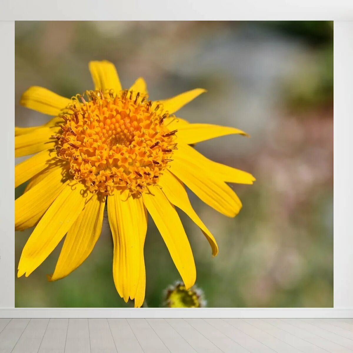 Экстракт арники. Arnica montana extract. Экстракт арники. Цветок арники монтана. Цветок арники горной.