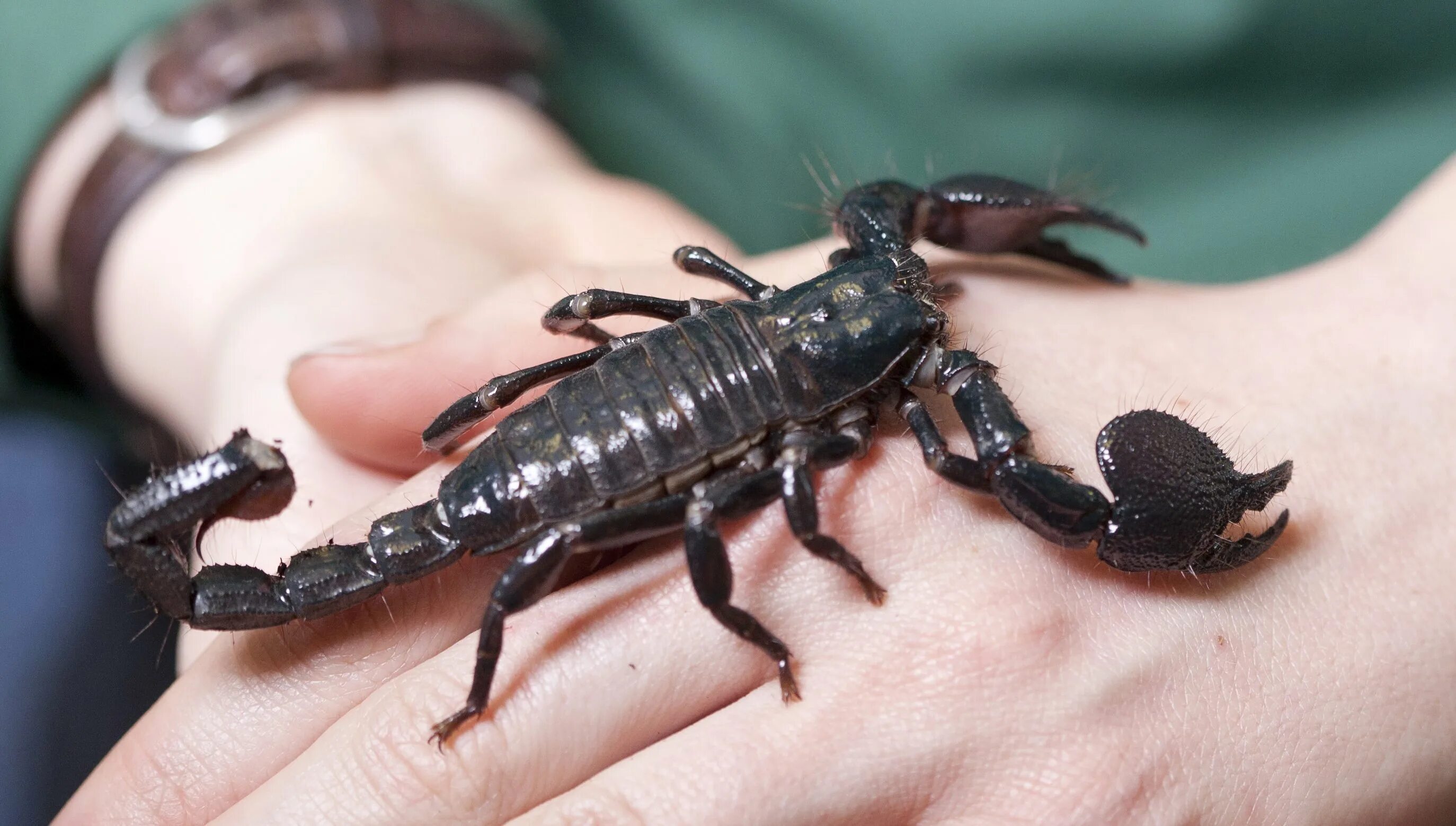Скорпион лейурус. Императорский скорпион (pandinus imperator). Самый большой скорпион. Скорпион черный императорский. Самый большой скорпион.
