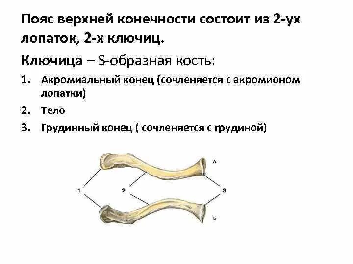 5 кость пояса верхних конечностей. Пояс верхних конечностей. Пояс верхних конечностей состоит из. Строение ключицы человека. Ключица пояс конечностей.