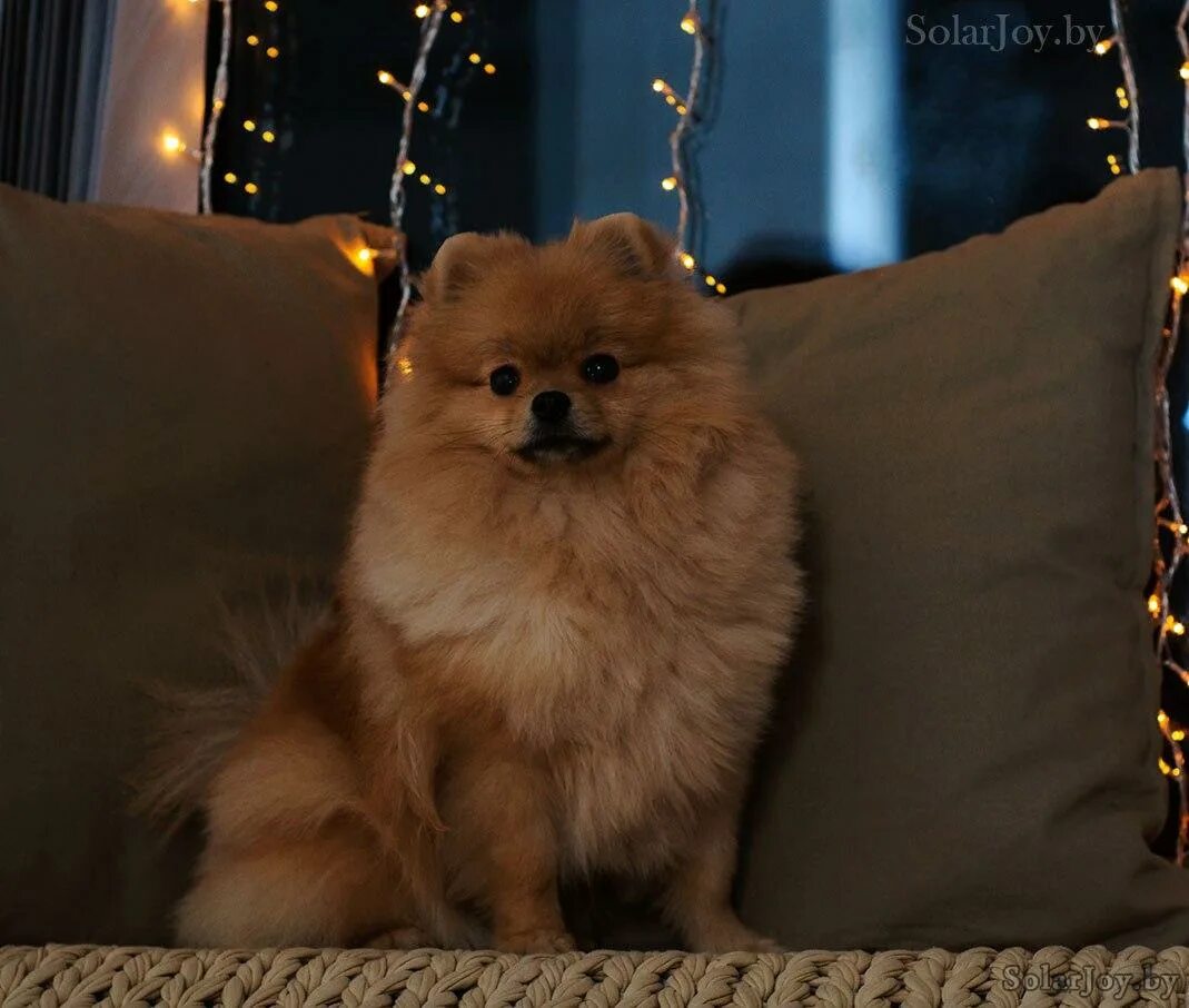 померанский шпиц чемпион. Blue joy питомник. питомник солнечный. питомник солар. шпицуля.