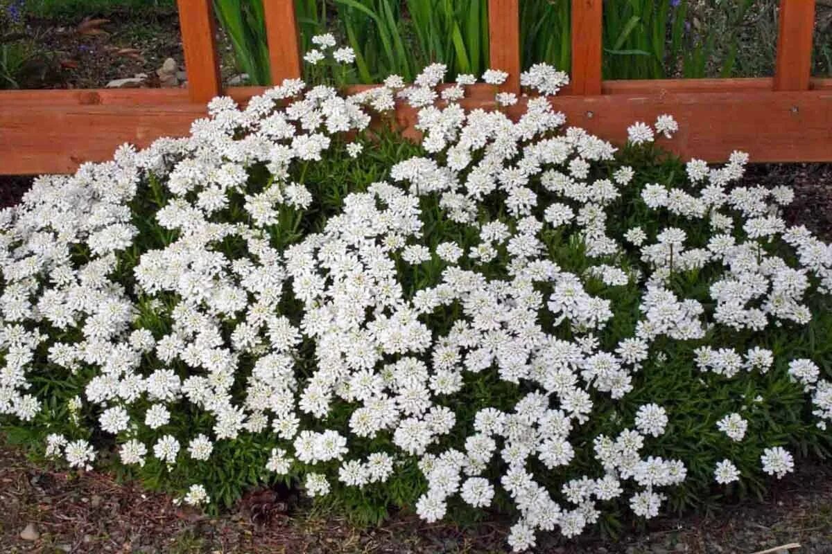 Названия белых многолетних цветов. Иберис Сноуфлейк белый. Иберис вечнозеленый. Иберис вечнозеленый Сноуфлейк. Иберис вечнозеленый — Iberis sempervirens.