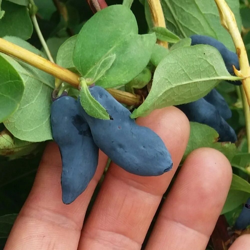 Жимолость сорт бест. Жимолость куст. жимолость съедобная куст. жимолость икса. жимолость съедобная жимолость съедобная.